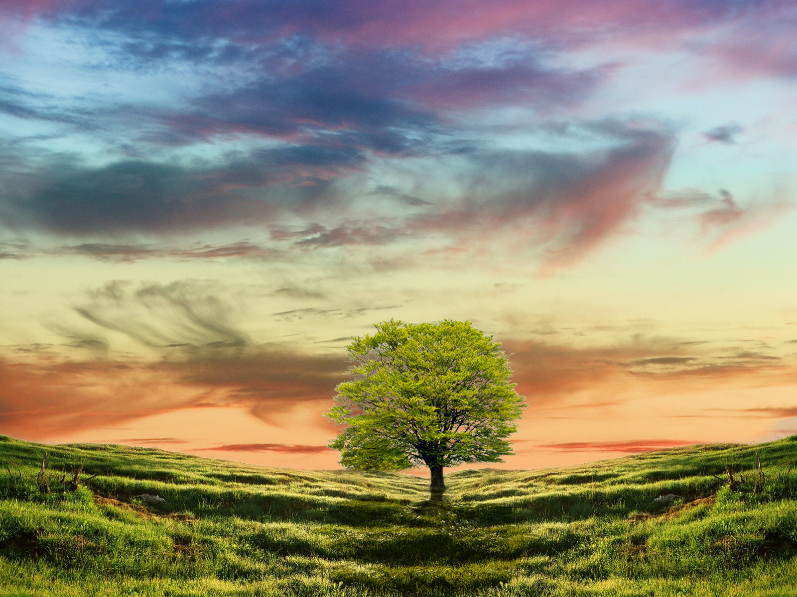 Earth Tree HD Wallpaper | Background Image