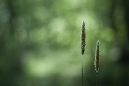 Close-up of two stalks of grass against a soft-focus green background in a nature setting. HD desktop wallpaper.