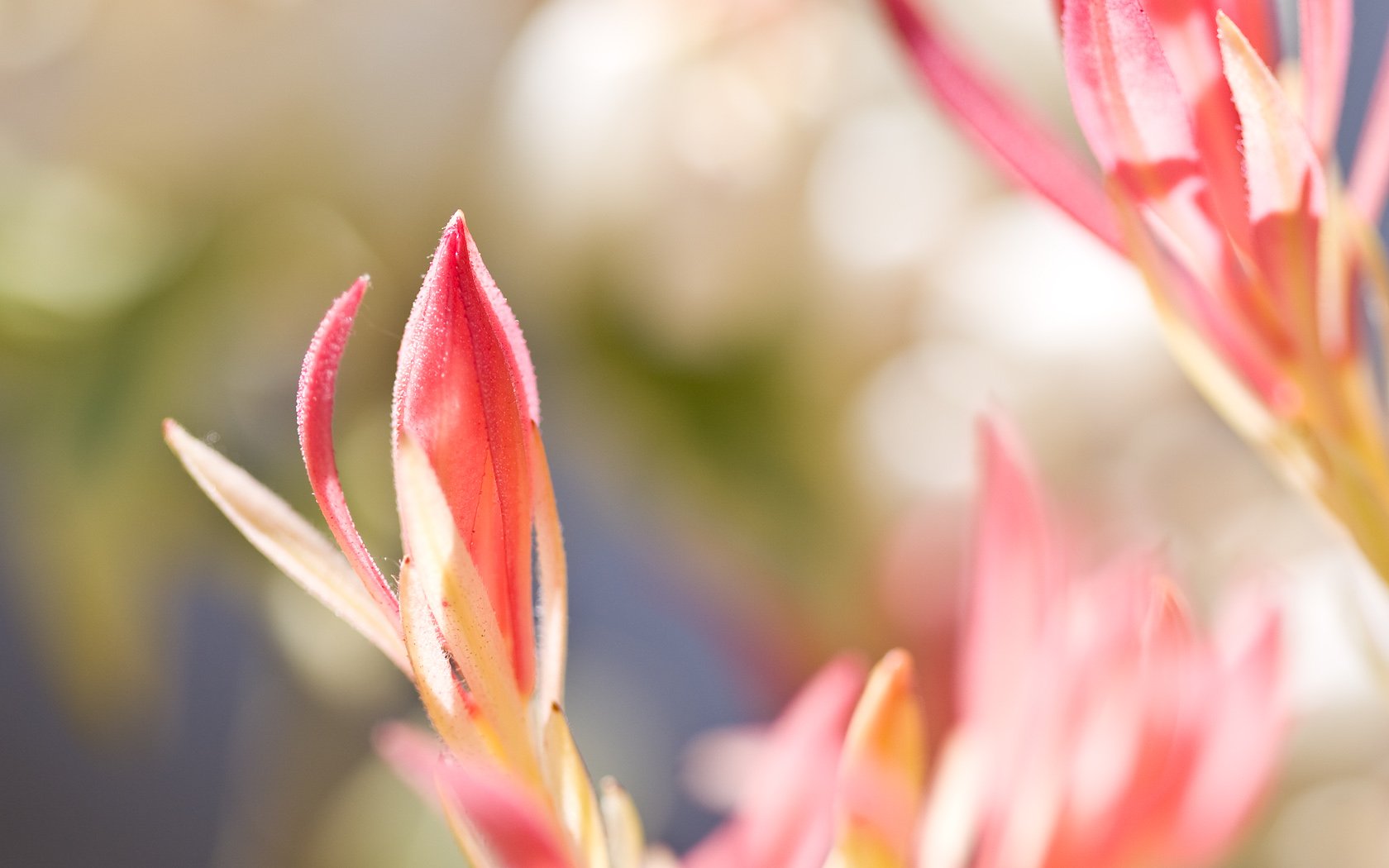 Download Nature Flower Wallpaper