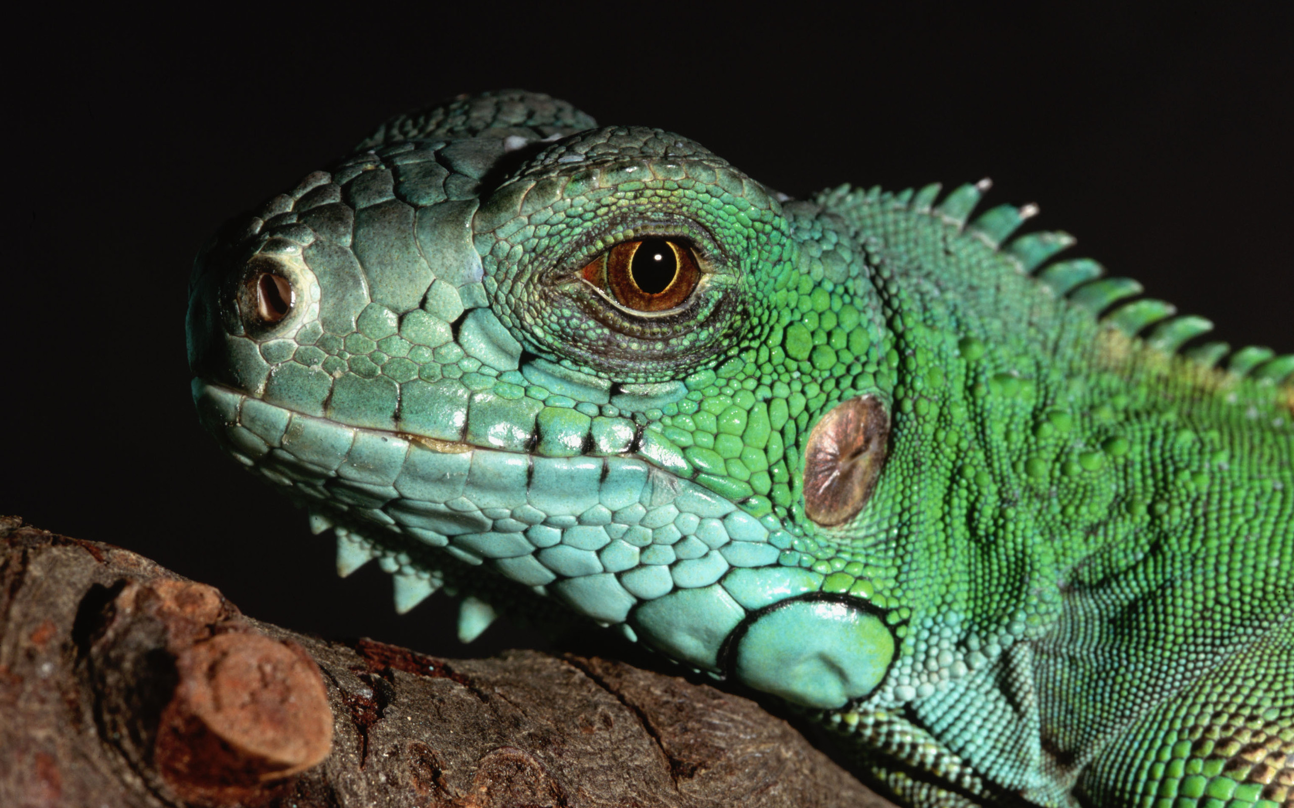 Download Animal Iguana HD Wallpaper