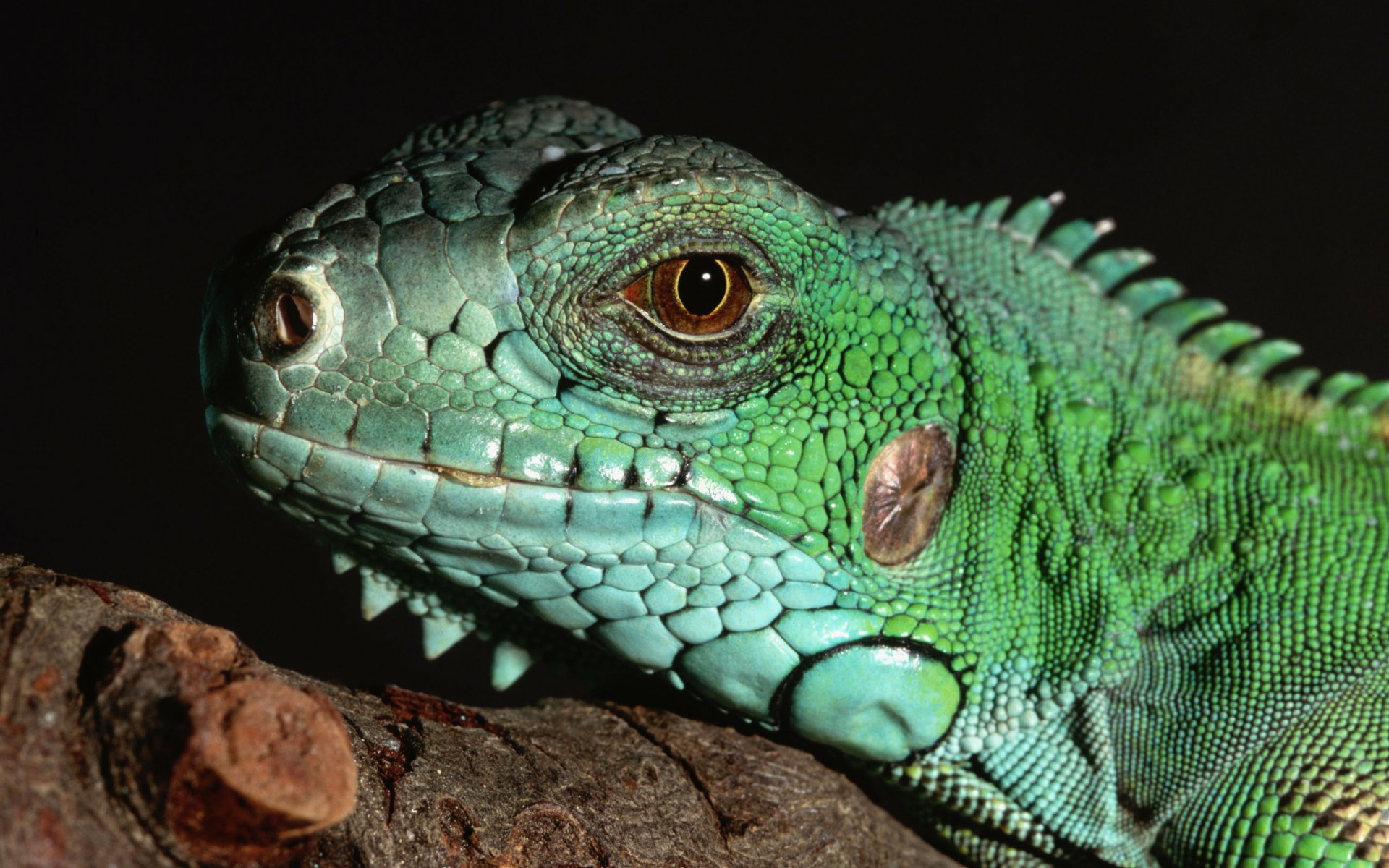 Download Animal Iguana Hd Wallpaper