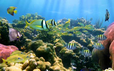 Animal fish HD Desktop Wallpaper | Background Image