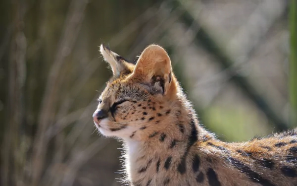 Close-up of a serval cat in soft natural light, HD PC desktop wallpaper background showing its spotted coat and attentive profile.