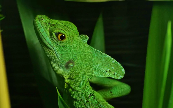 HD desktop wallpaper featuring a vibrant green basilisk lizard perched among dark green leaves, showcasing intricate textures and vivid animal details.