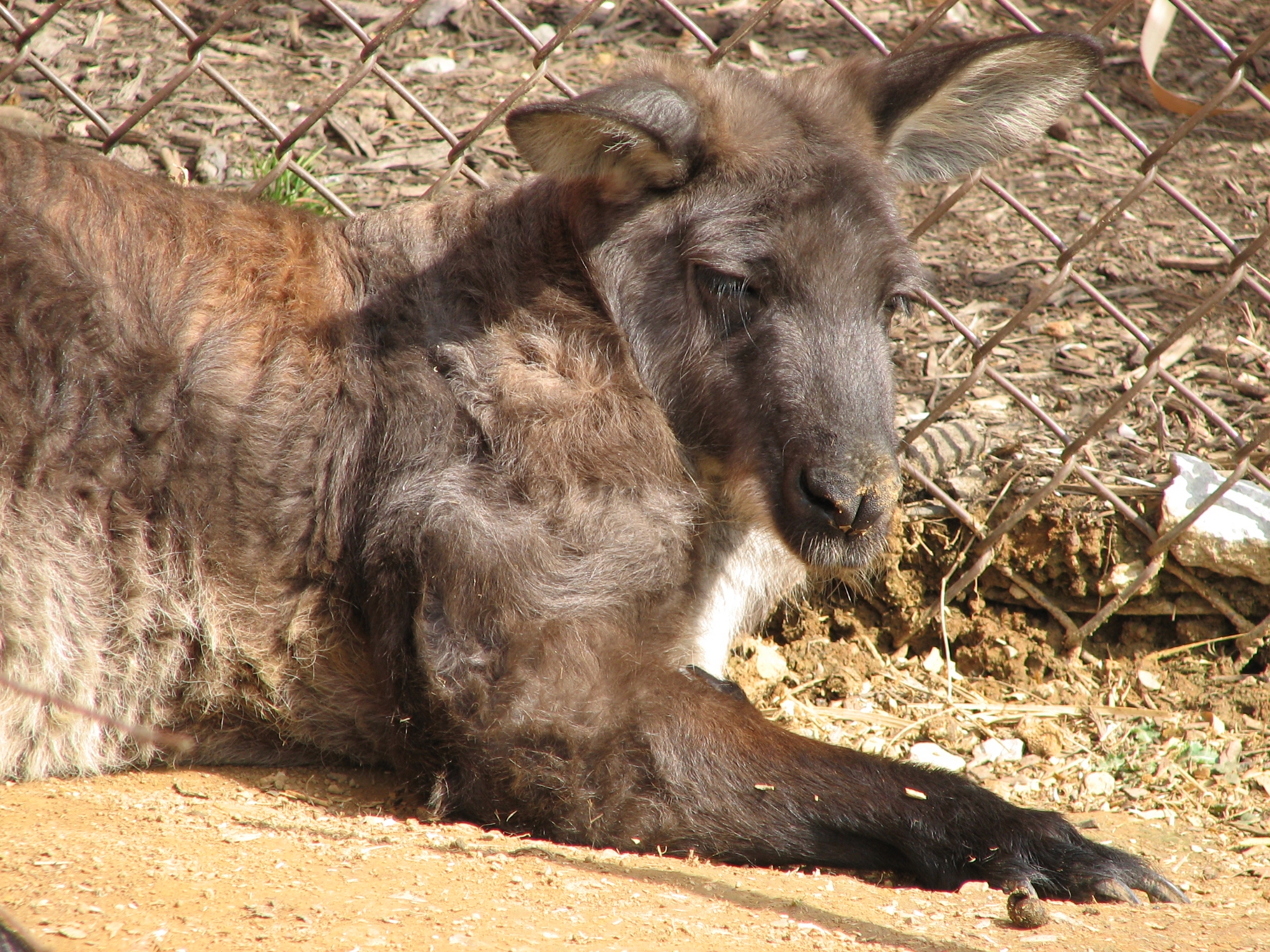 Download Animal Wallaroo HD Wallpaper