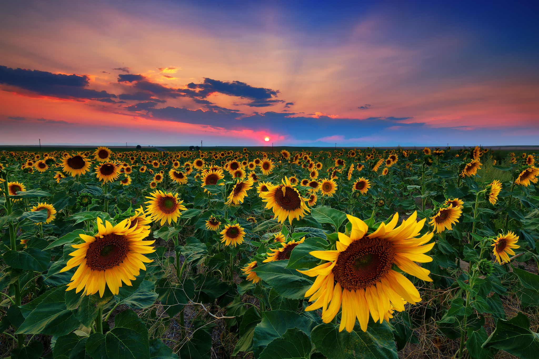 Nature Sunflower HD Wallpaper