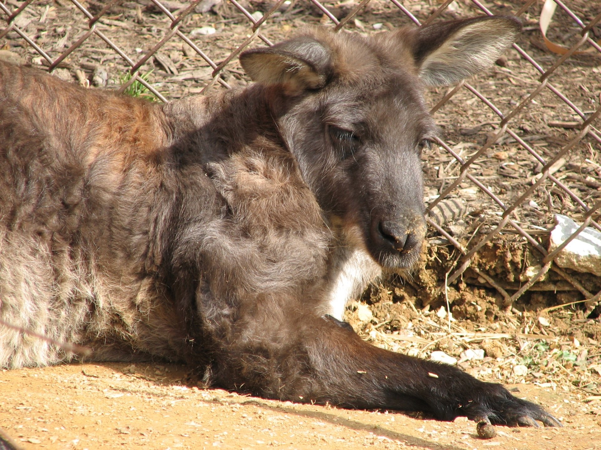 Download Animal Wallaroo HD Wallpaper