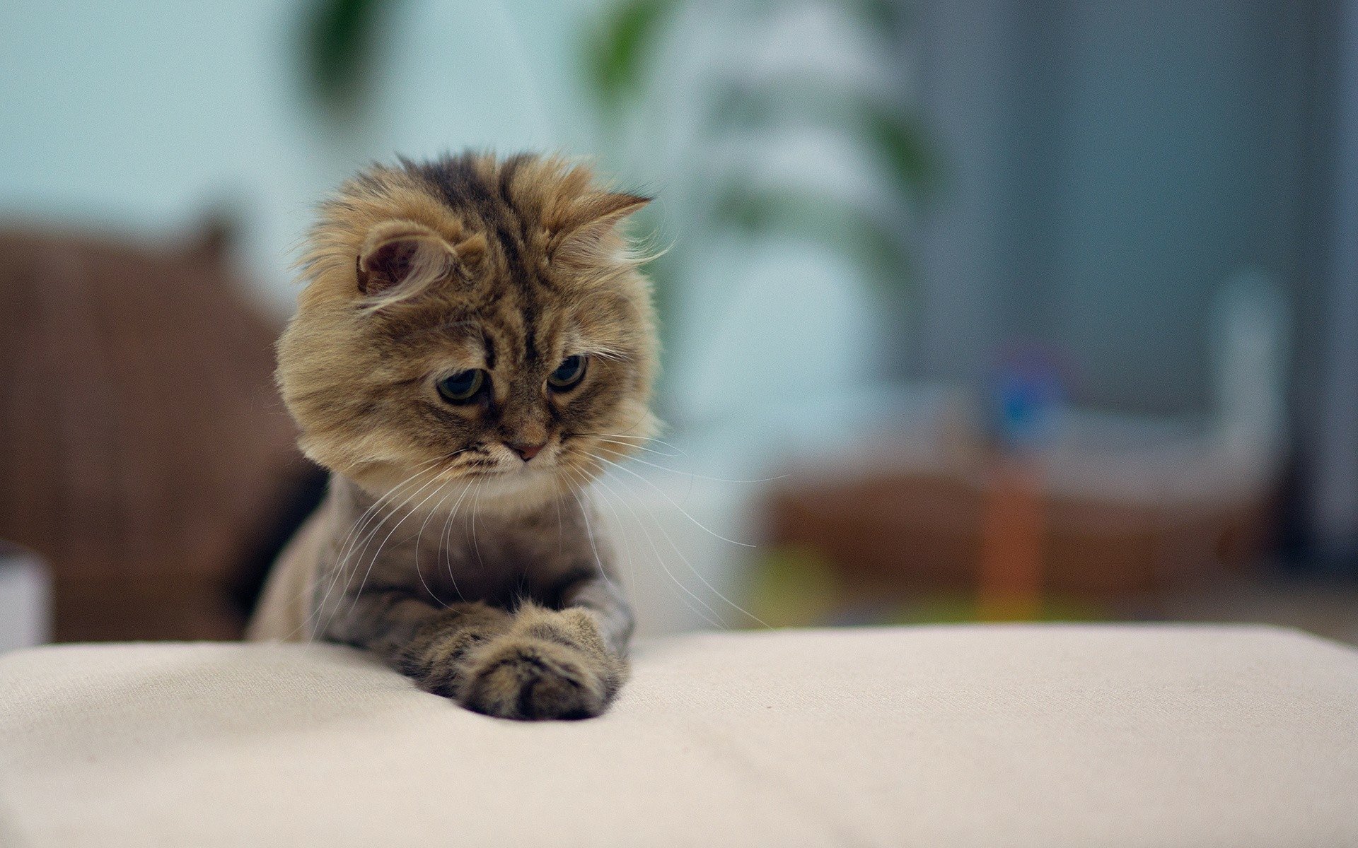 A charming cat gazes intently, its paws resting on a soft surface. This high-definition image serves as an appealing desktop wallpaper and background.
