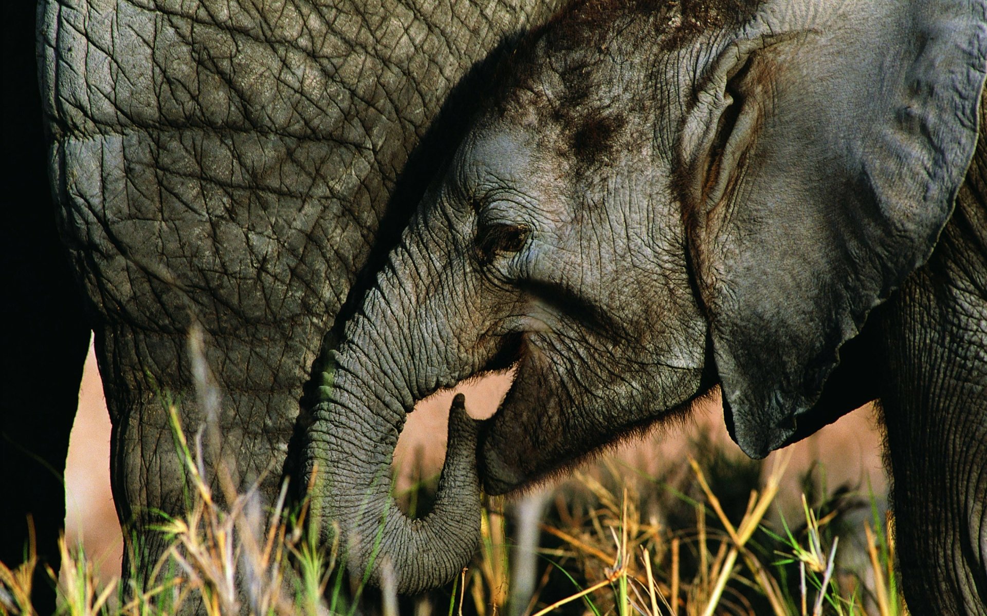 HD desktop wallpaper showcasing a close-up of a young African bush elephant nestled against an adult, highlighting their textured skin and natural habitat.