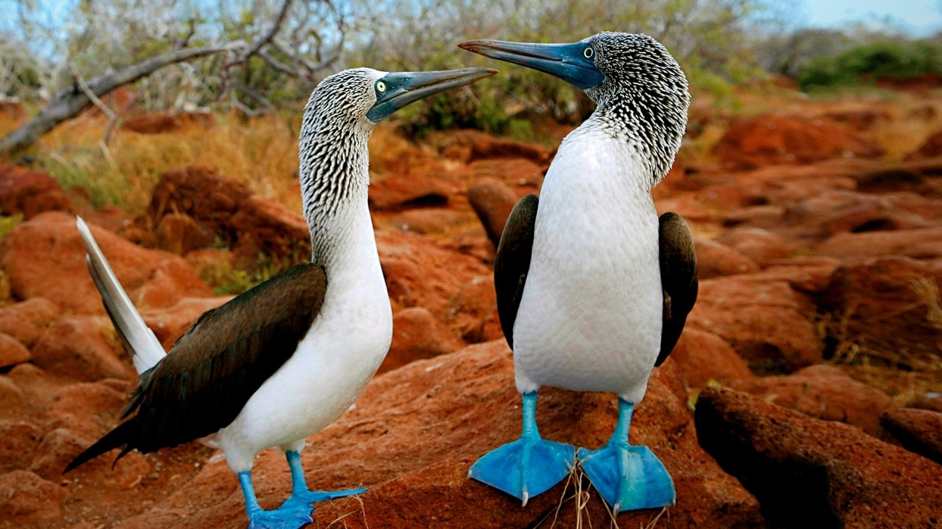 Two blue-footed boobies stand on reddish rocks in a natural habitat, captured in high definition for a PC desktop wallpaper background.
