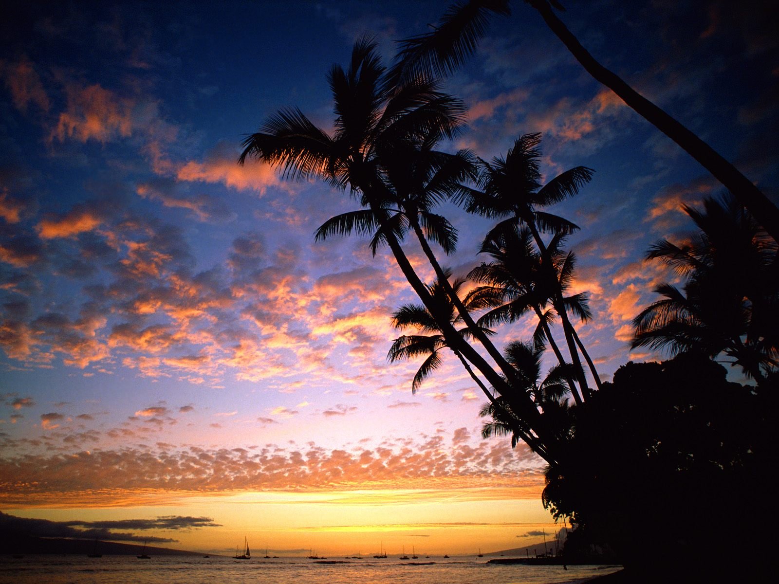 HD desktop wallpaper showing a serene beach scene at sunset, with palm trees silhouetted against a vibrant sky of orange and blue hues.