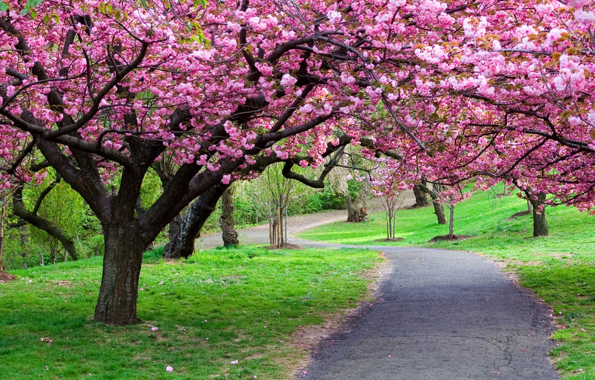 HD desktop wallpaper featuring a man-made road winding through a park with vibrant pink cherry blossom trees in full bloom.