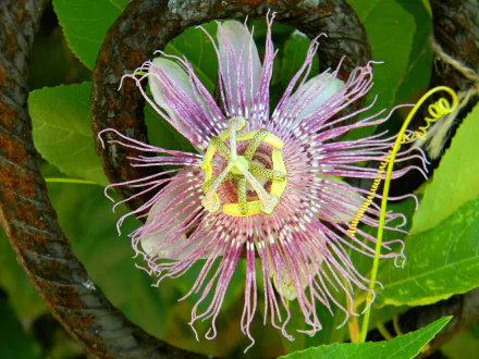 flower passiflora nature passion flower HD Desktop Wallpaper | Background Image