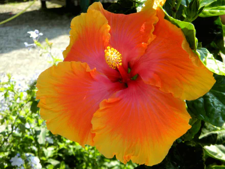 flower nature hibiscus HD Desktop Wallpaper | Background Image