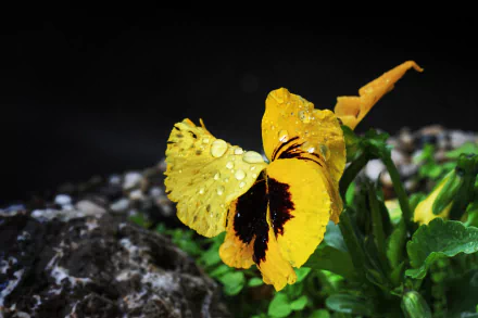 nature flower HD Desktop Wallpaper | Background Image