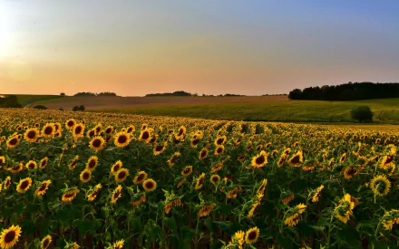 HD PC desktop wallpaper showing a vast sunflower field at sunset, rolling hills and a distant treeline.