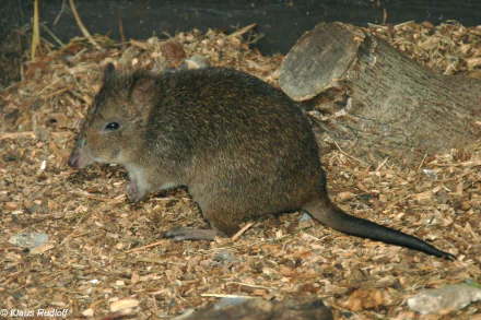 Animal potoroo HD Desktop Wallpaper | Background Image