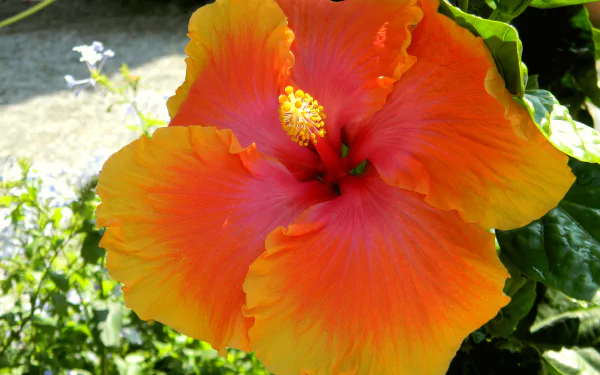 Close-up of vibrant orange-red hibiscus bloom among green leaves; flower and nature scene, 4K Ultra HD PC desktop wallpaper/background.