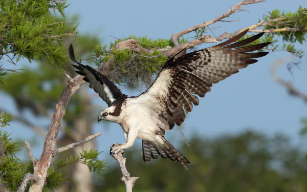 A majestic osprey takes flight from its perch, showcasing its striking wings against a backdrop of greenery, capturing the beauty of nature alongside the Bell Boeing V-22 Osprey.