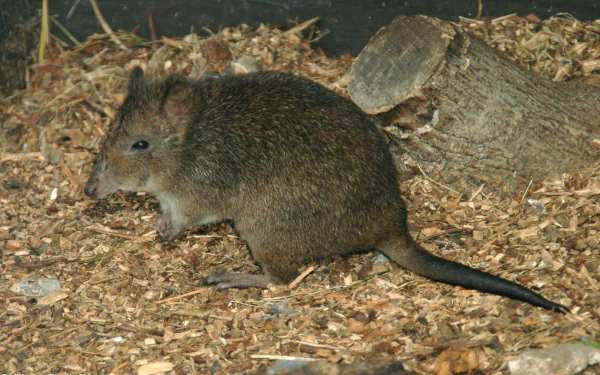 Animal potoroo HD Desktop Wallpaper | Background Image