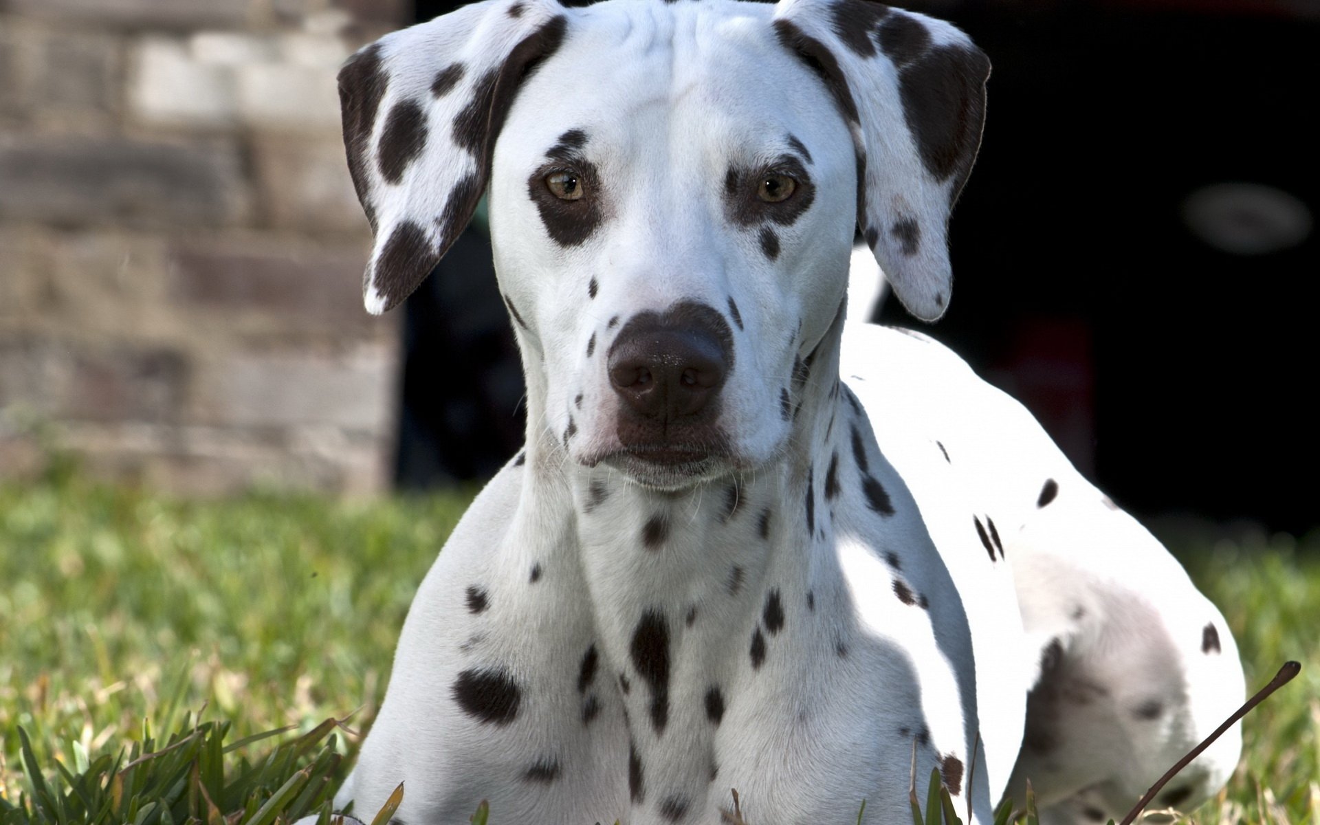 Download Animal Dalmatian HD Wallpaper
