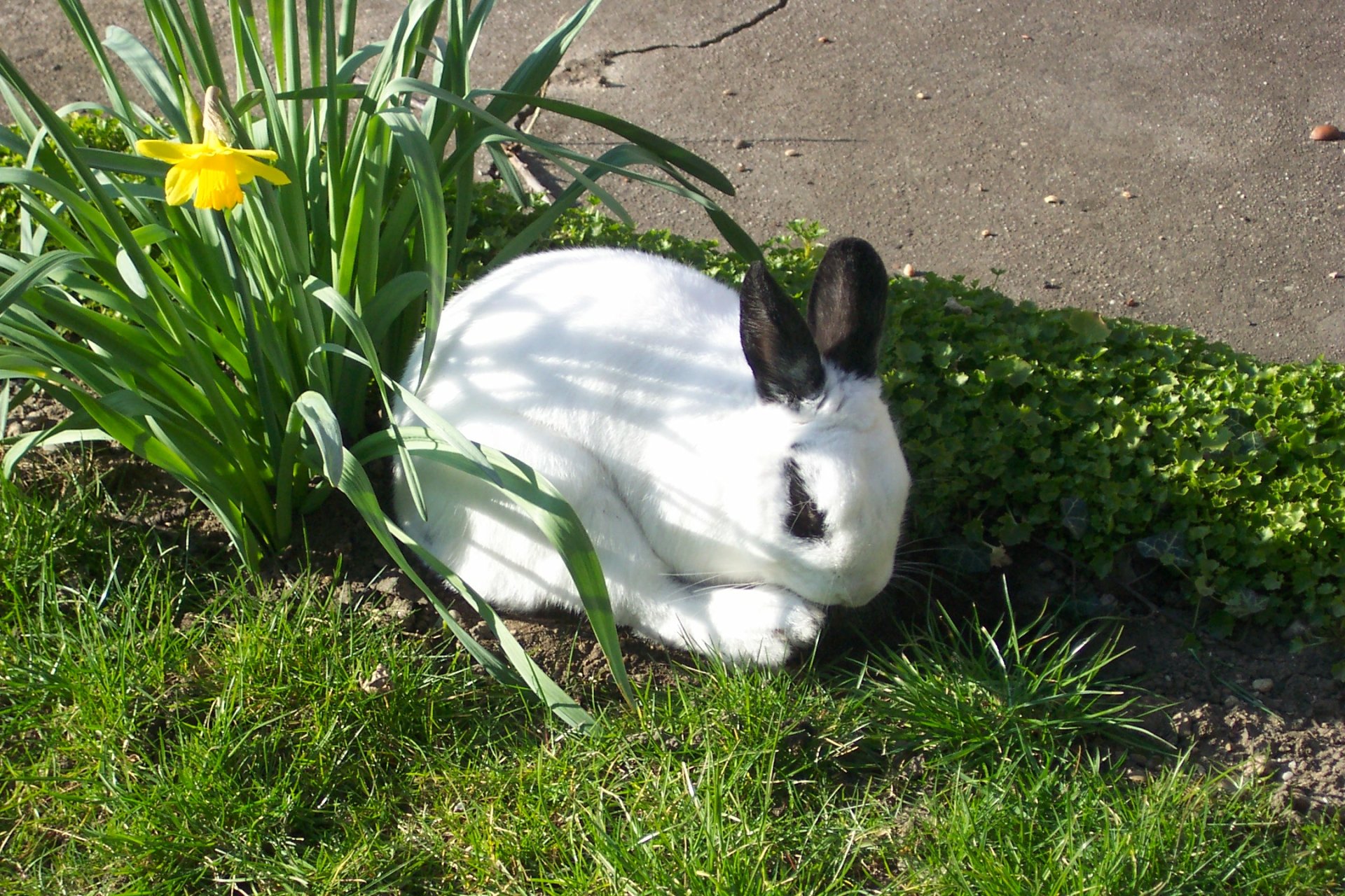 HD desktop wallpaper featuring a white rabbit with black ears resting on grass next to yellow daffodils and green plants.