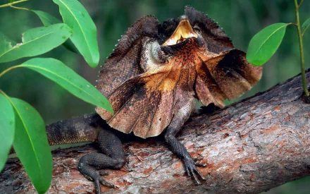 HD desktop wallpaper featuring a frilled-neck lizard perched on a tree branch, surrounded by green leaves.