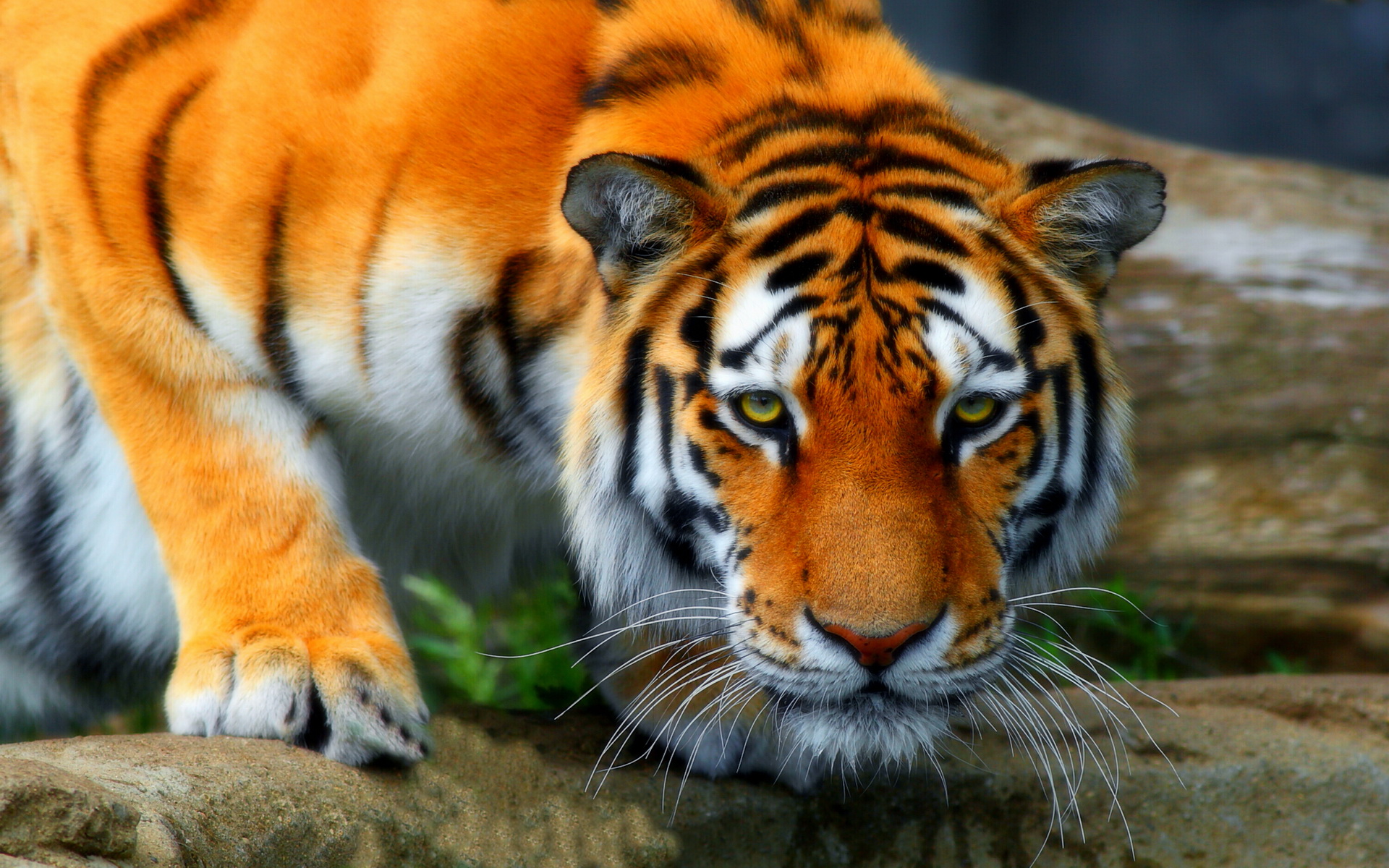 Download Animal Tiger HD Wallpaper