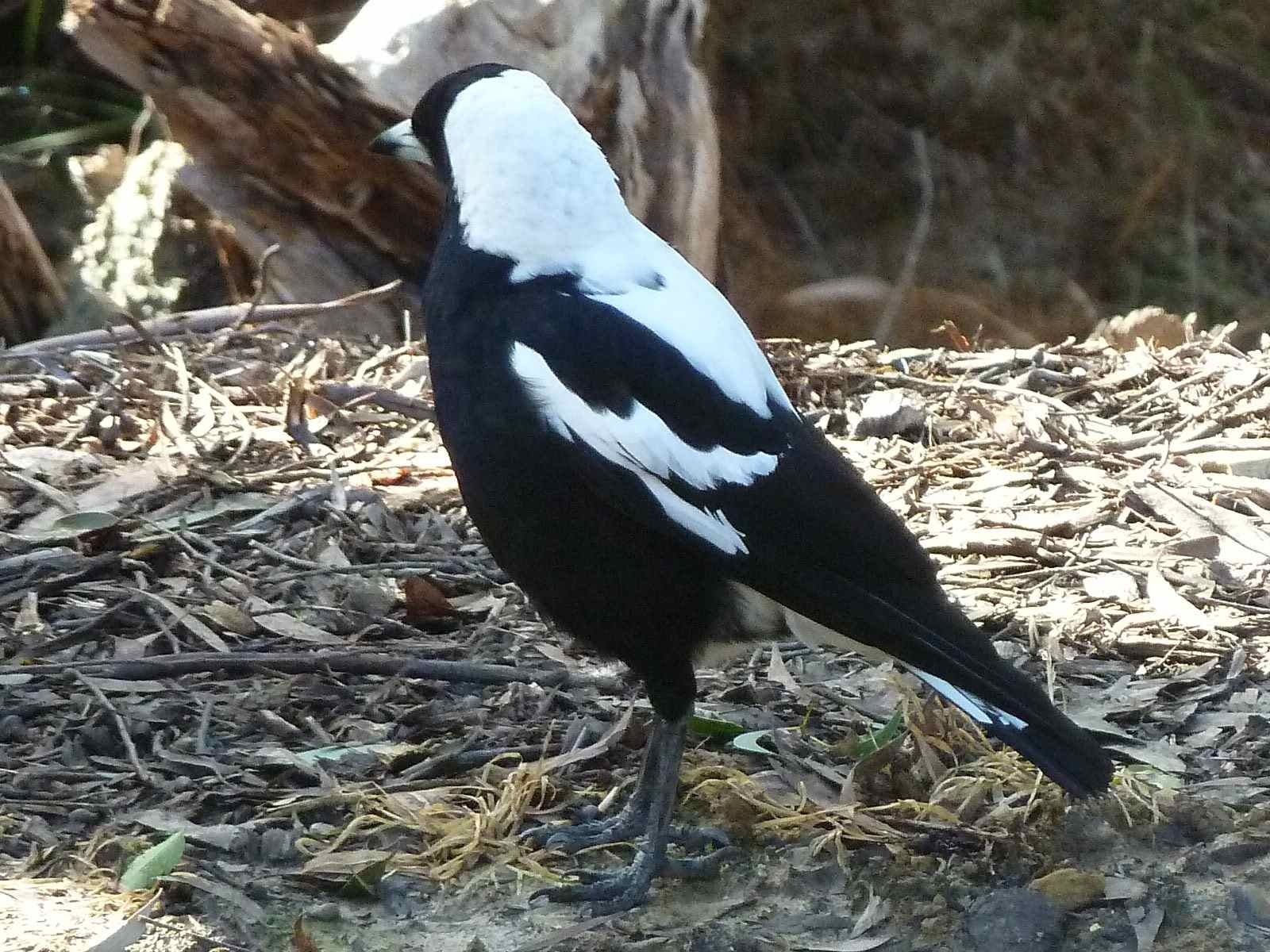 Download Animal Magpie Wallpaper