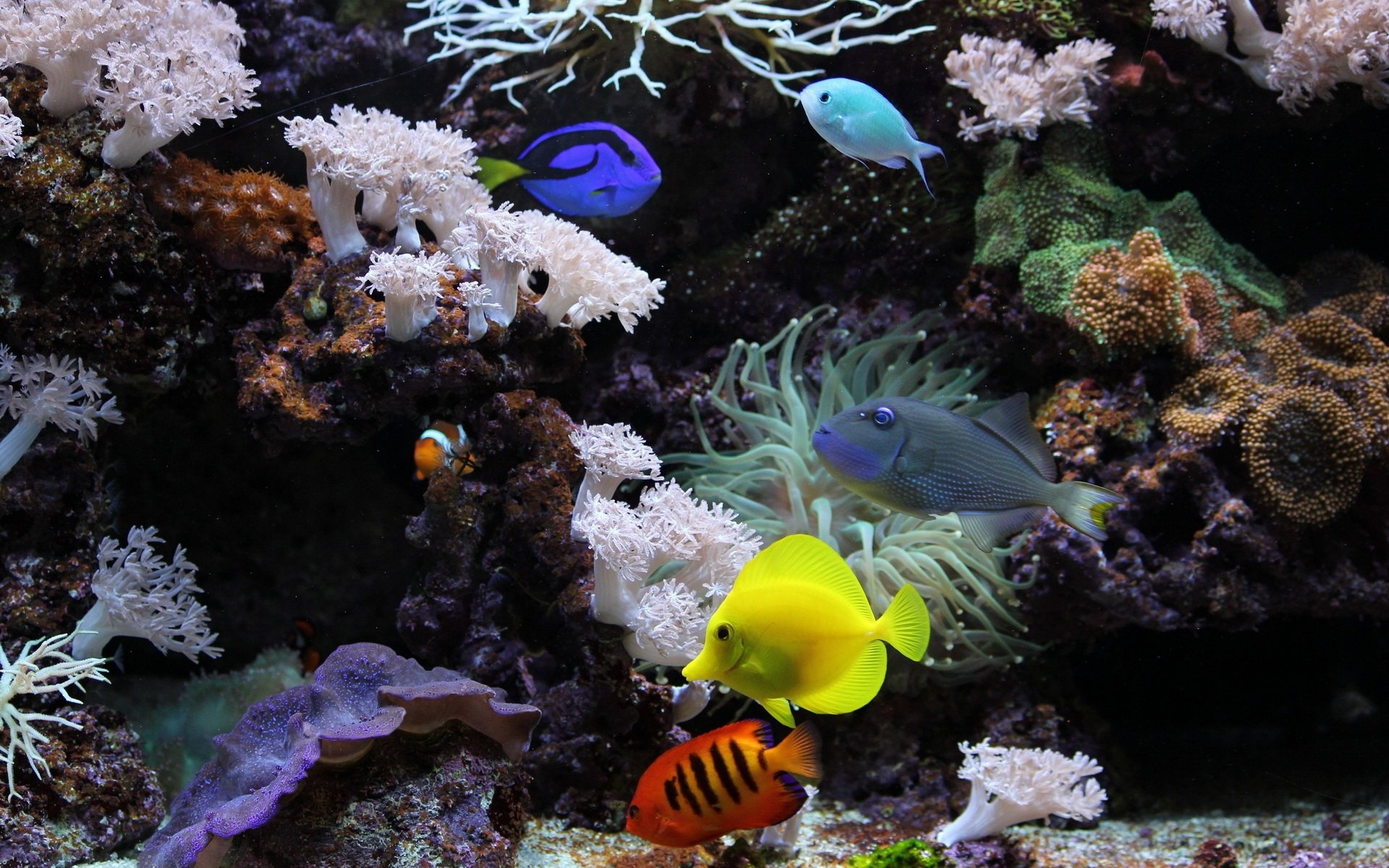 HD wallpaper featuring a vibrant underwater scene with various colorful fish swimming among coral and sea anemones.