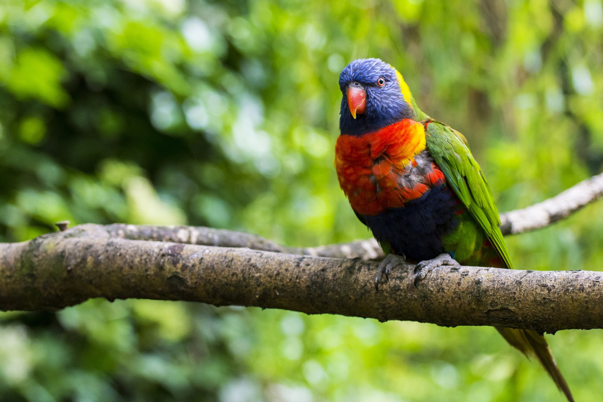 HD desktop wallpaper featuring a vibrant rainbow lorikeet perched on a branch against a lush green background.
