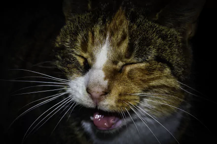 Close-up of a cute cat with detailed fur and whiskers in vibrant colors, captured in 4K Ultra HD as a PC desktop wallpaper and background.