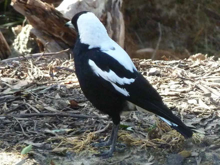 Animal magpie HD Desktop Wallpaper | Background Image