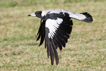 HD PC desktop wallpaper featuring a magpie in mid-flight with clearly detailed black and white feathers against a blurred grassy background.
