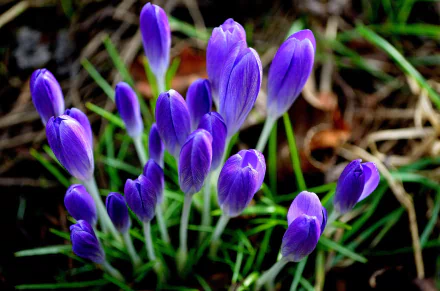 HD desktop wallpaper showcasing vibrant purple crocus flowers blooming amidst natural greenery.