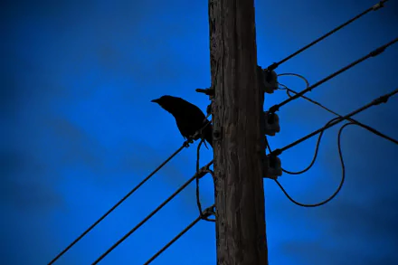 Silhouette of a crow perched on utility wires beside a wooden pole against a deep blue sky — HD PC desktop wallpaper background.
