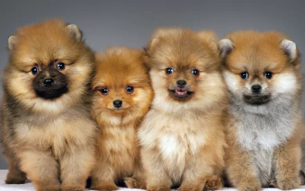 A charming group of four Pomeranian puppies, showcasing their fluffy coats and playful expressions. This HD desktop wallpaper is a delightful choice for animal lovers.