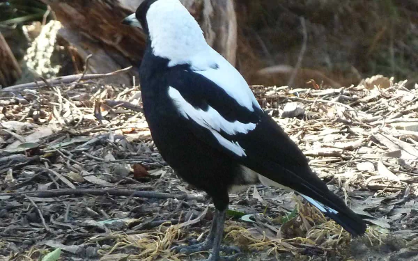 Animal magpie HD Desktop Wallpaper | Background Image