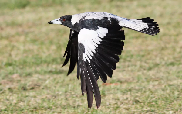 HD PC desktop wallpaper featuring a magpie in mid-flight with clearly detailed black and white feathers against a blurred grassy background.