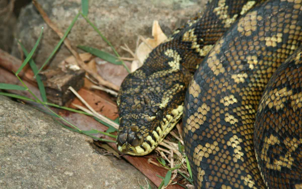 [20+] Python 4k Wallpapers