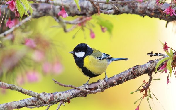 Animal Titmouse Birds Passerines HD Wallpaper | Background Image