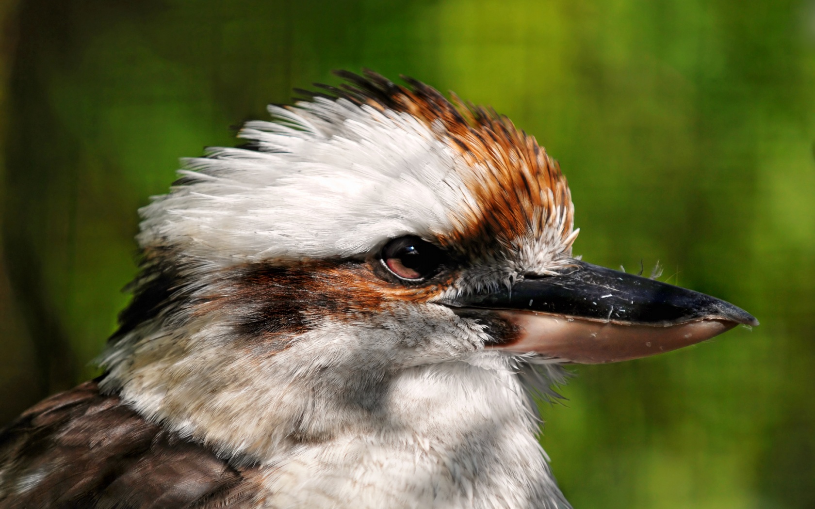 Free Images : nature, branch, wildlife, portrait, beak, fauna, laugh, close  up, australia, outdoors, blue jay, feathers, vertebrate, kookaburra,  kingfisher, perched, dacelo, perching bird, crow like bird 1920x1440 - -  1184283 - Free stock photos - PxHere