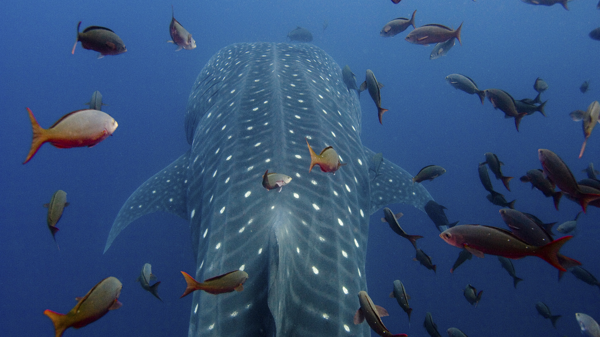 Whale Shark HD Wallpaper | Background Image | 1920x1080 | ID:437430