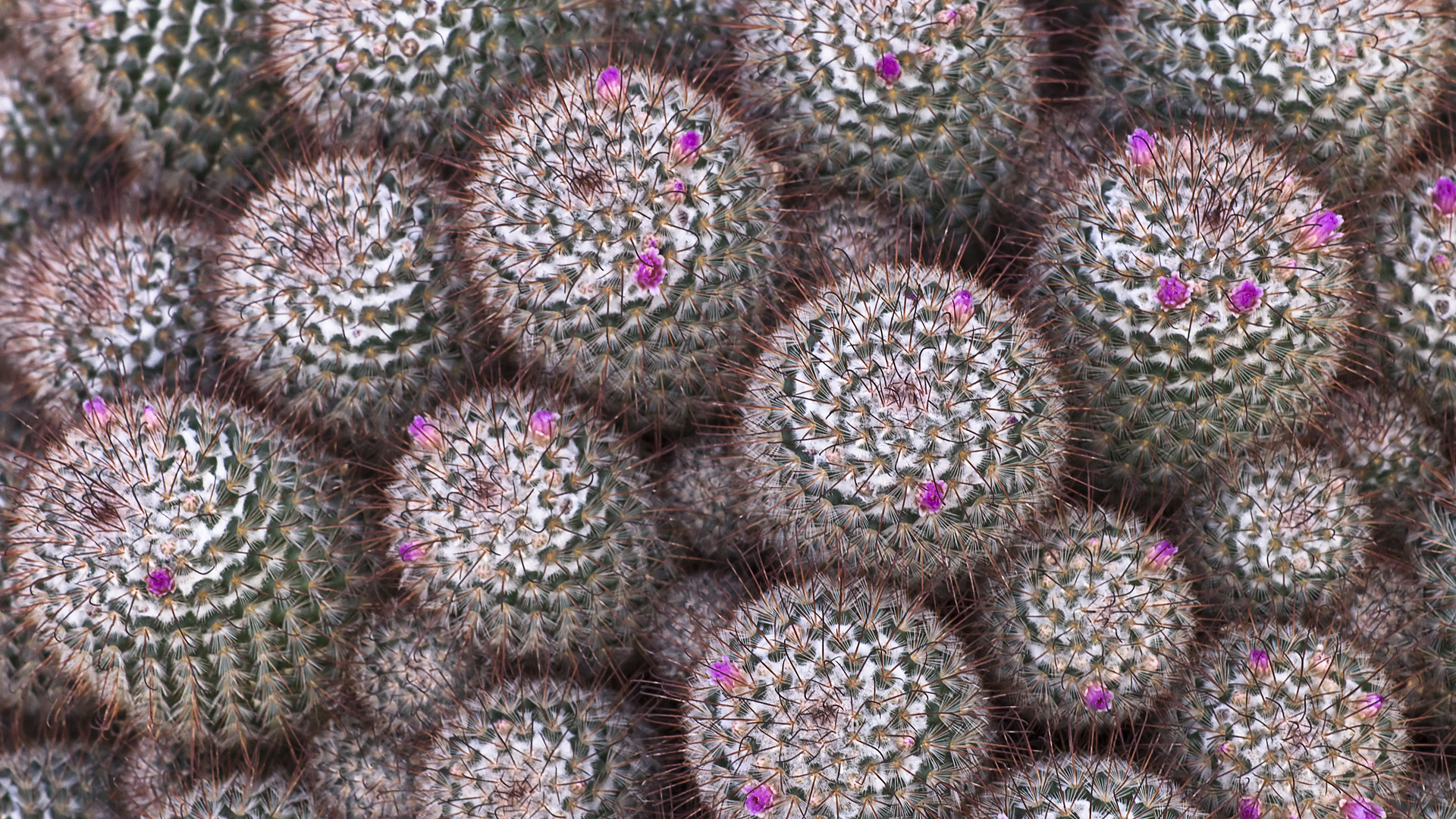 Earth Cactus HD Wallpaper | Background Image