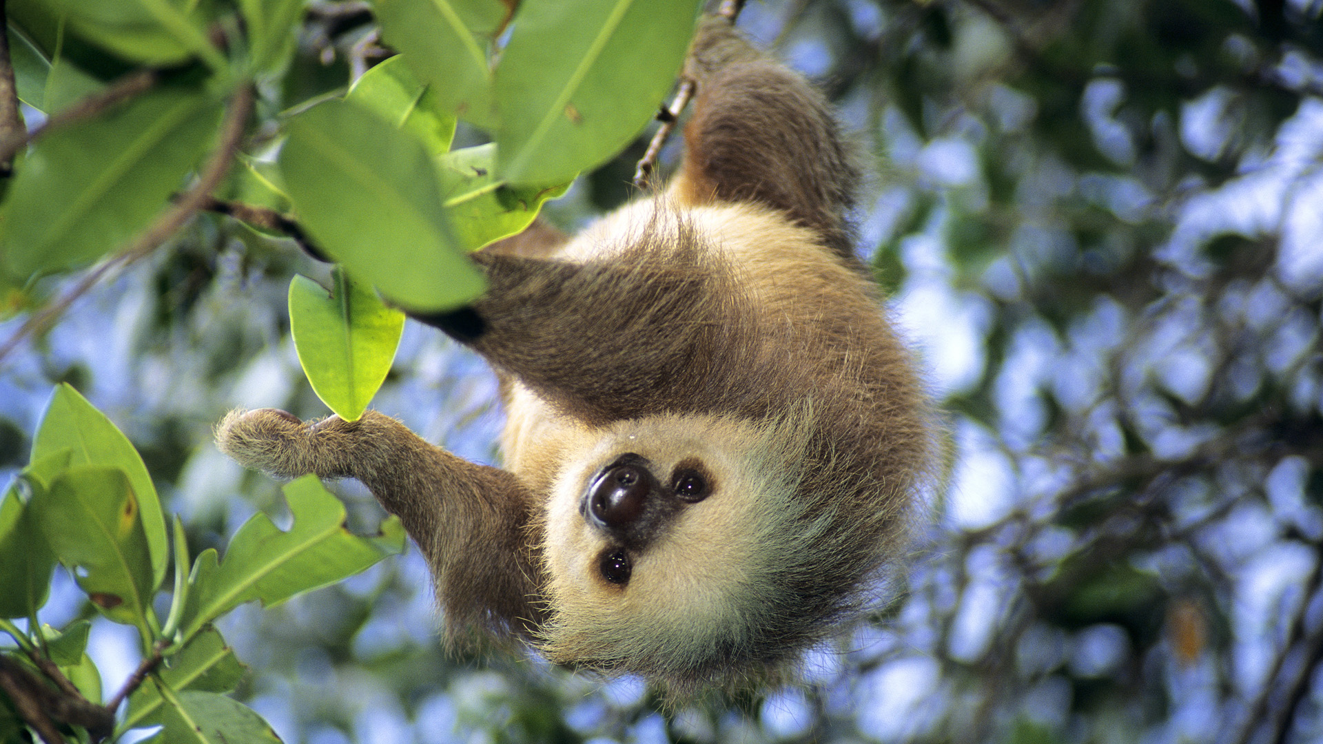 Hoffmann's Two-Toed Sloth, Panama Full HD Wallpaper and Background