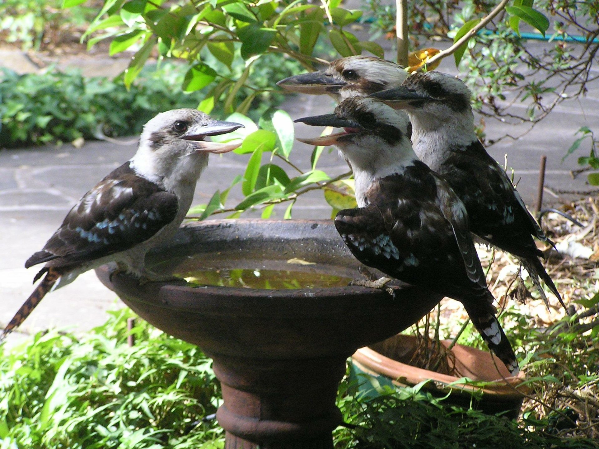 HD desktop wallpaper featuring a group of kookaburras perched and interacting around a garden birdbath surrounded by greenery.