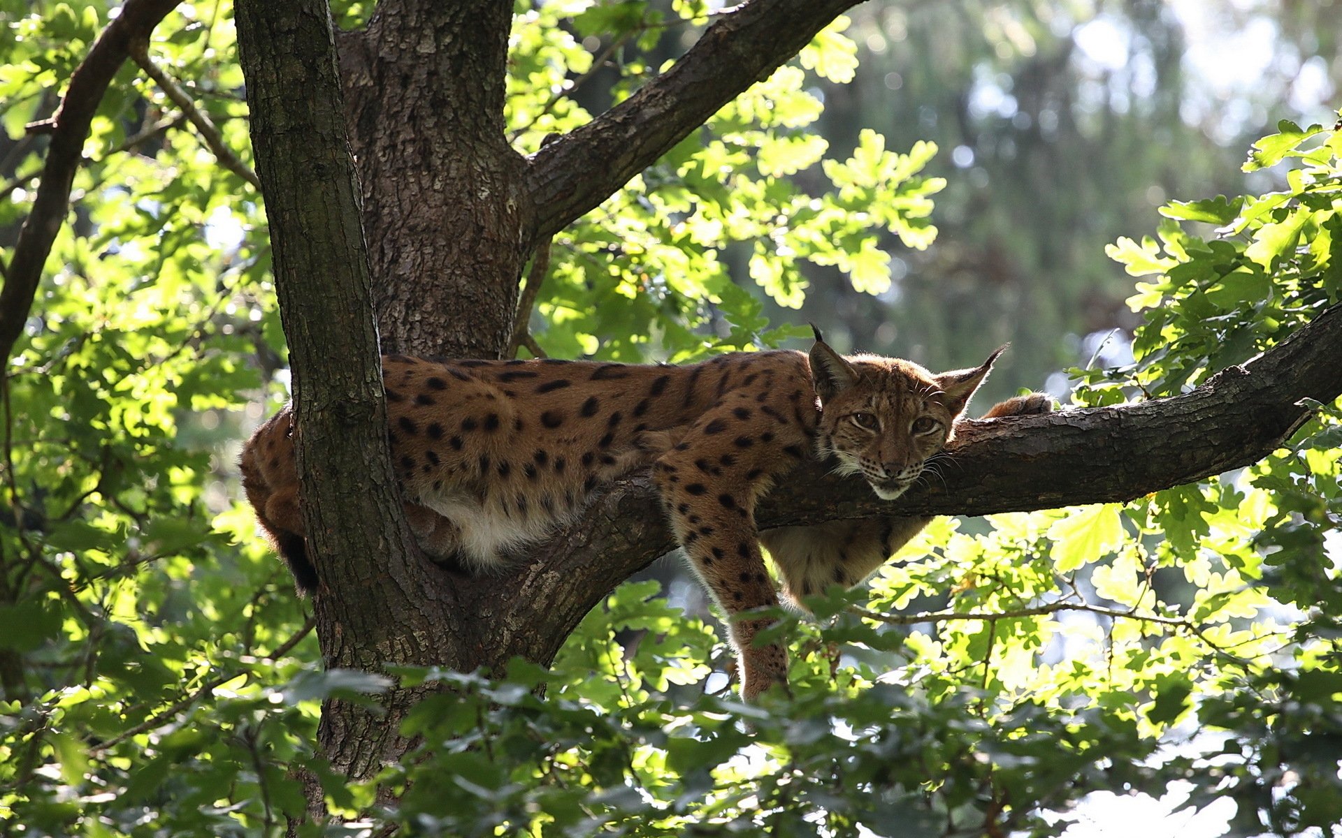 HD PC desktop wallpaper showing a lynx resting on a tree branch surrounded by green foliage in natural sunlight.