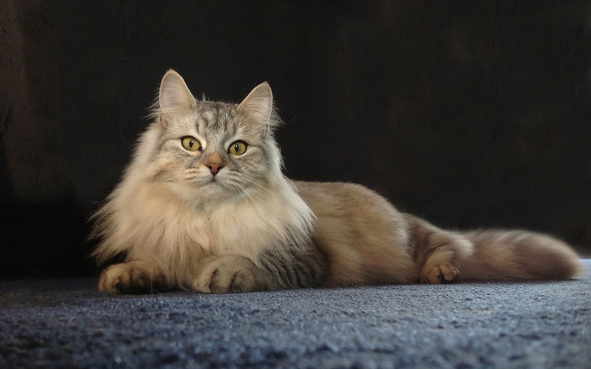 Stunning HD Wallpaper of a Majestic Cat