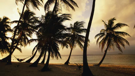 nature palm tree HD Desktop Wallpaper | Background Image