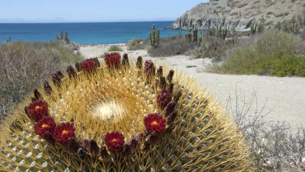 nature cactus HD Desktop Wallpaper | Background Image